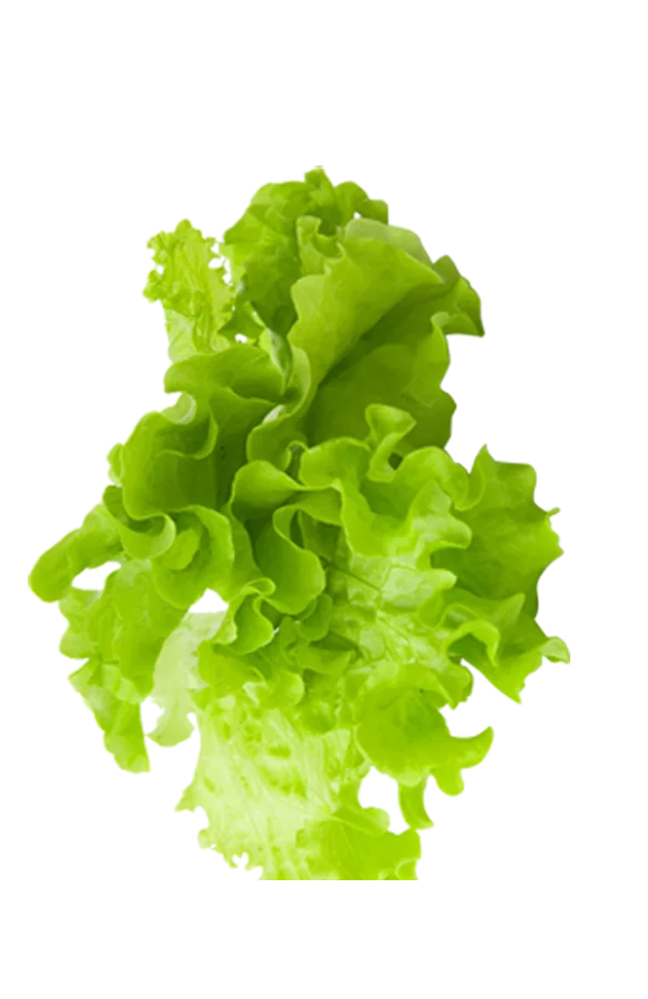 maan