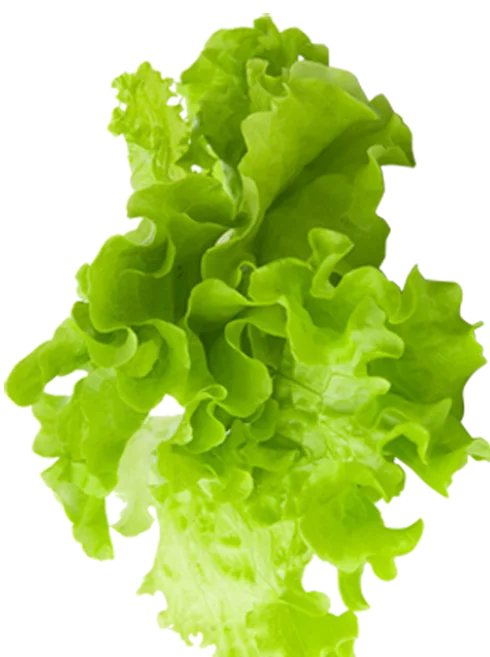 maan
